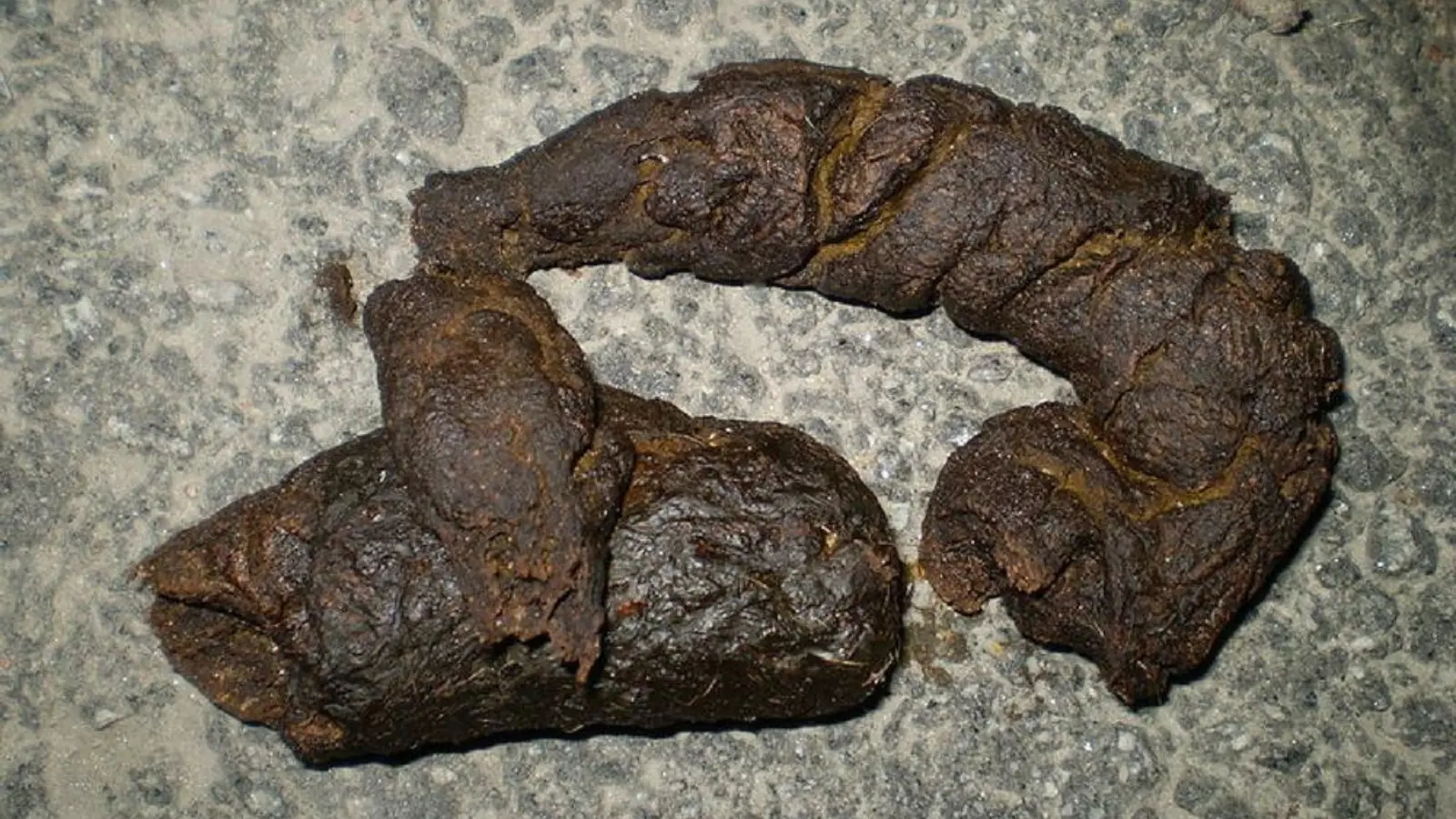 scat captions