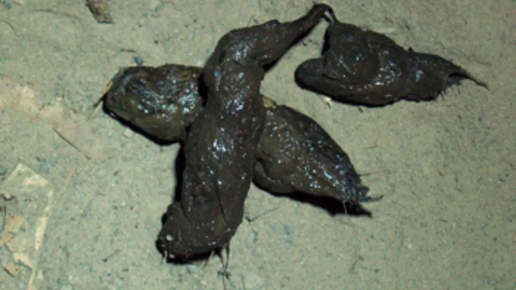 scat captions