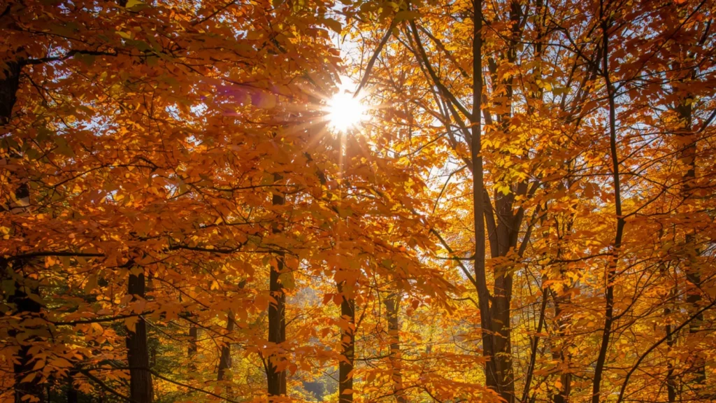 simple fall instagram captions